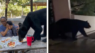 Avistamiento de osos son cada vez más frecuentes en Monterrey