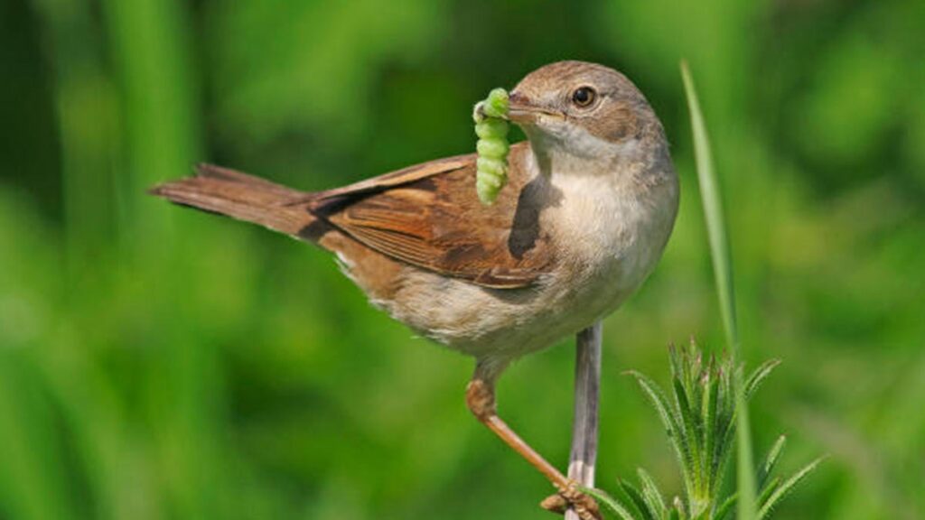 ¿Qué comen los pájaros? Así es como los puedes alimentar