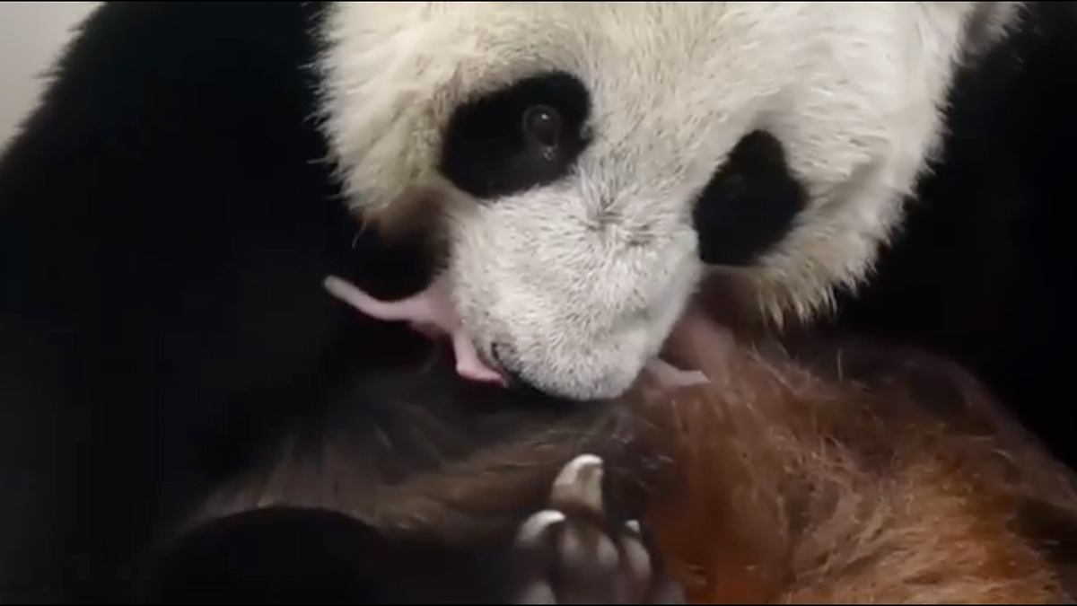 El Zoológico de Moscú muestra al primer cachorro de panda gigante nacido en Rusia