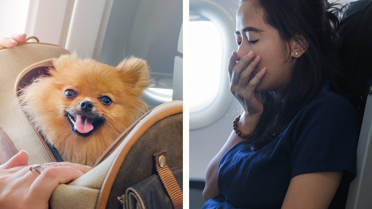 Perrito flatulento incomoda a pasajeros en un vuelo y estos piden un reembolso 