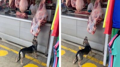 Perrito intentaba robar carne