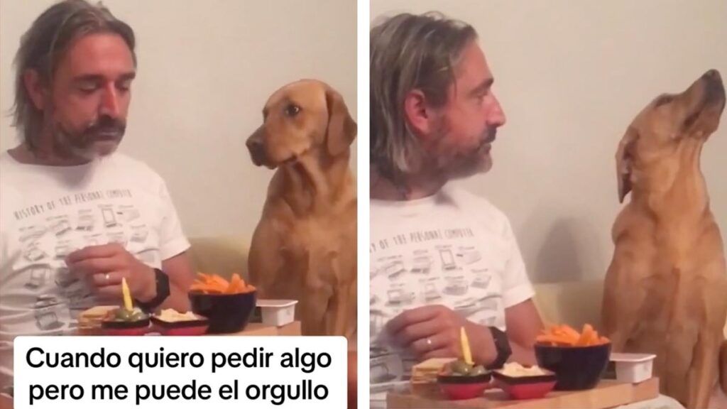 Perrito orgulloso