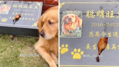 Perrito lleva hueso a la tumba de su amigo fallecido
