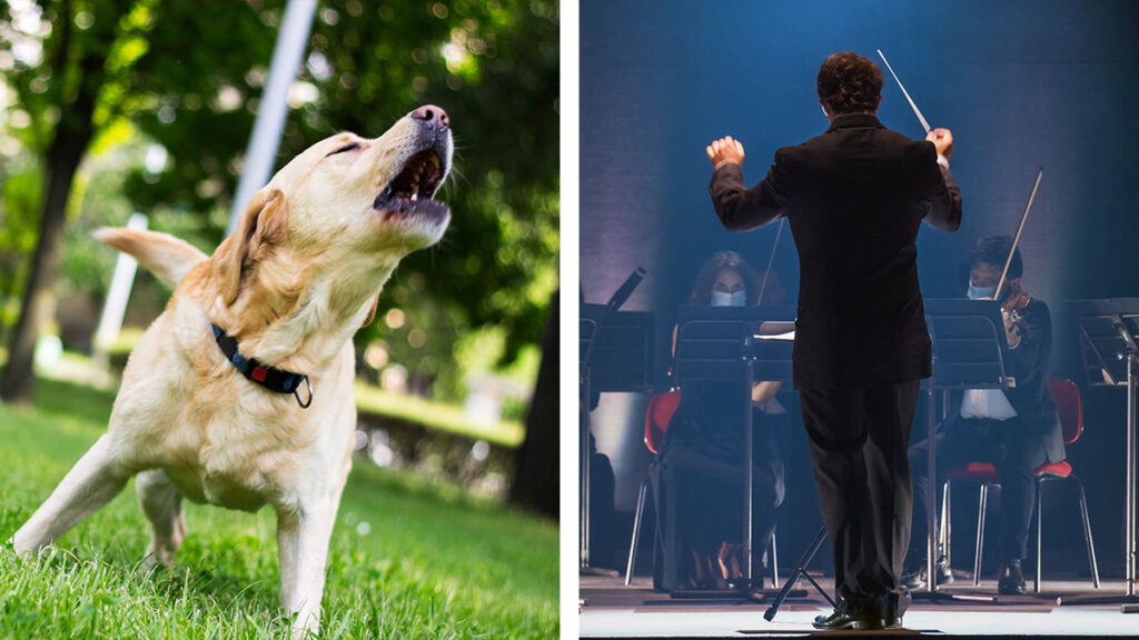 Perritos cantan Orquesta Nacional de Dinamarca