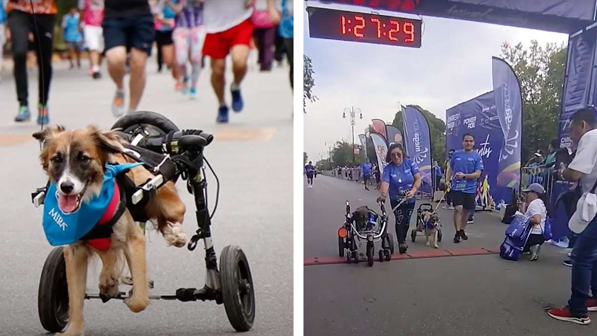 Calabaza Rex, Tanito y Tomate, los perritos con discapacidad que “corren” maratones