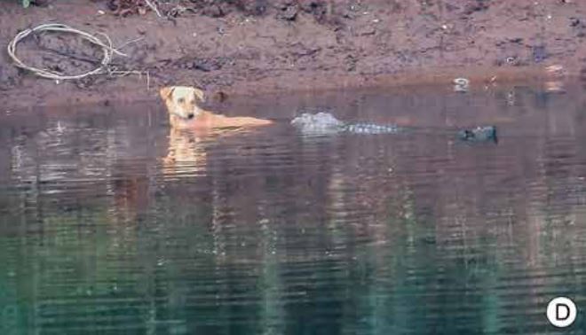 Perro Cocodrilos