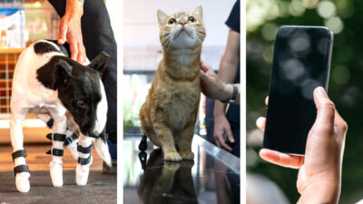Crean prótesis para mascotas con iPhone