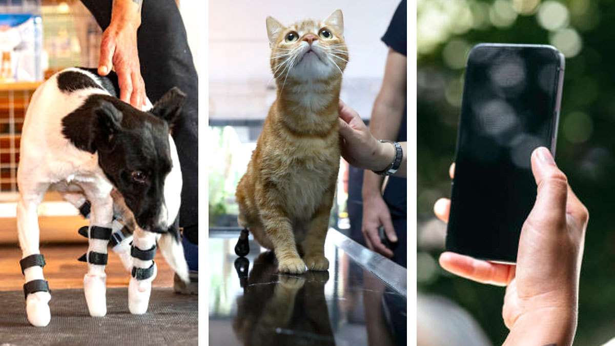 Prótesis 3D para mascotas pueden ser creadas con iPhone