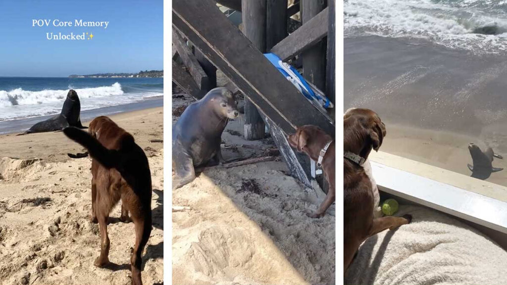 perro león marino mejores amigos