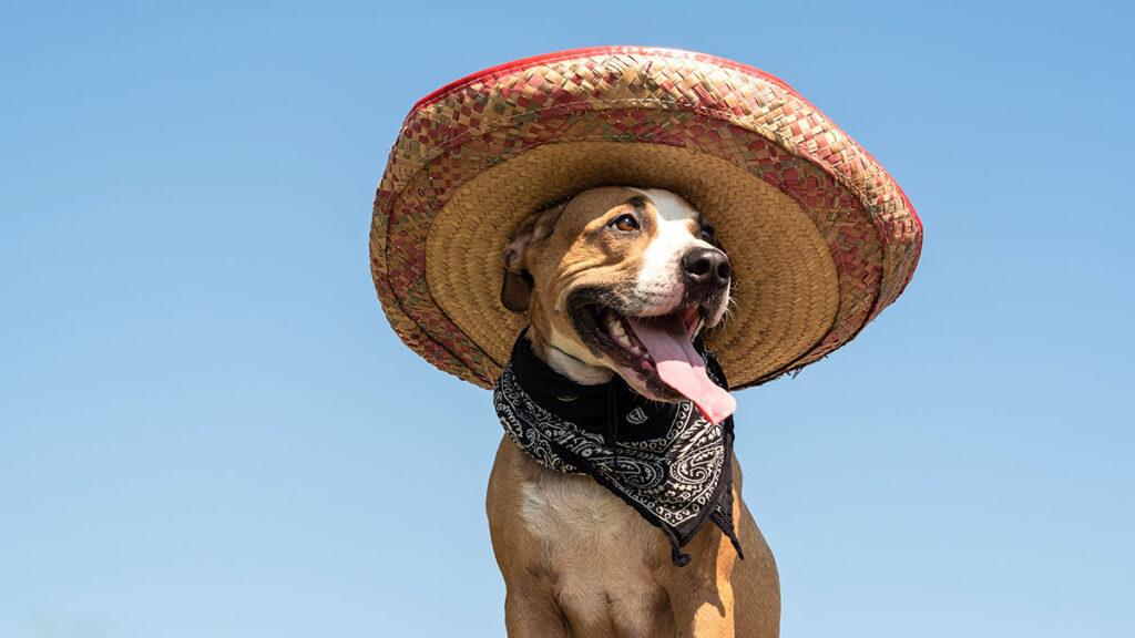 Perro ayuda a su dueño a vender sombreros patrios para mascotas