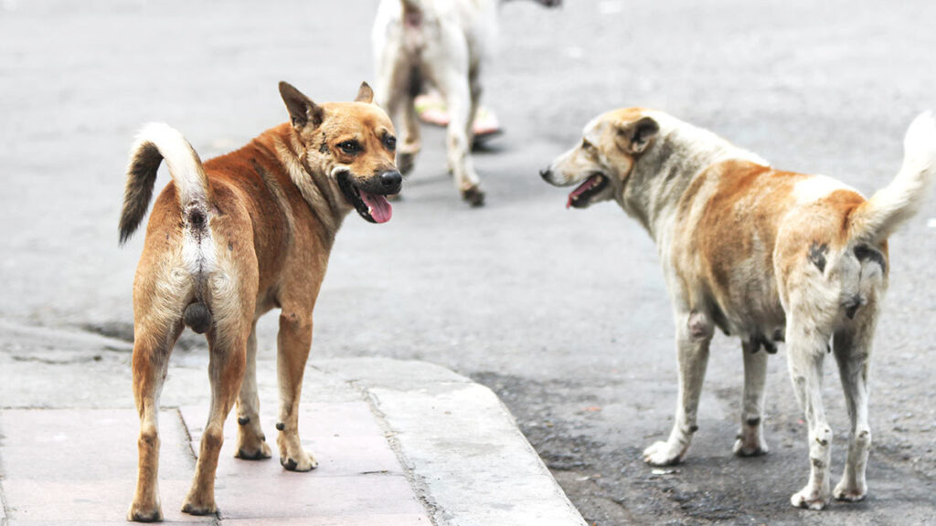 Las multas en México por abandono de mascotas