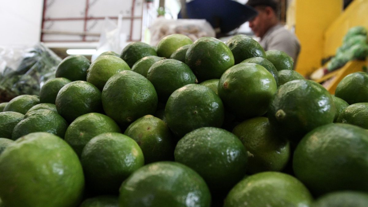 Retoman actividades productores de limón de Apatzingán, Michoacán