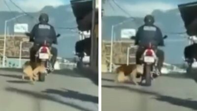 exigen-justicia-policia-arrastra-con-una-motocicleta-a-un-perro-callejero