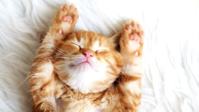 Esto es lo que significan las posturas de tu gato al dormir