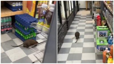 Rata gigante en pasillos de supermercado de Nueva York