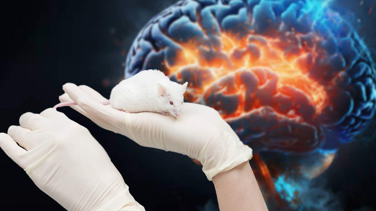 Un ratón con 100 mil neuronas humanas en su cerebro podría ser la clave contra el Alzheimer