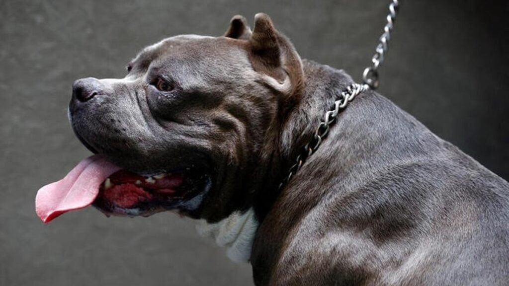 Reino Unido Prohibira A Fines De Ano Los Perros American Bully Xl
