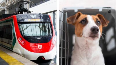 Tren Interurbano: ¿Puedo viajar con mascotas?