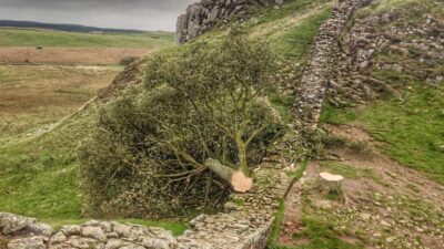 Árbol emblemático británico 'talado deliberadamente'