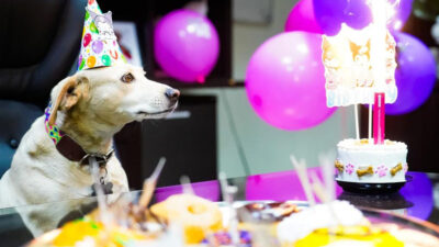 Alcalde de Ensenada muerde el pastel de cumpleaños de su perrita y se da cuenta que tiene comida para perros