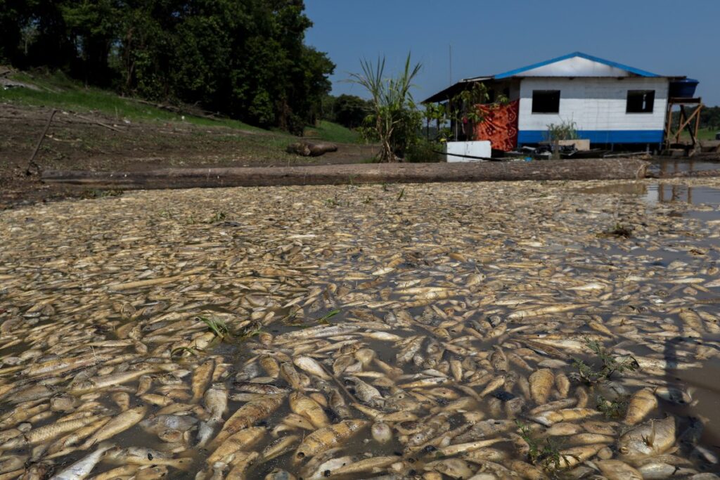La devastadora sequía del Amazonas en imágenes, los ríos se quedan sin agua