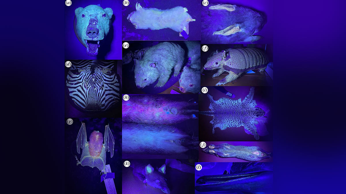 Mamíferos brillan en la oscuridad con luz ultravioleta, científicos no saben por qué
