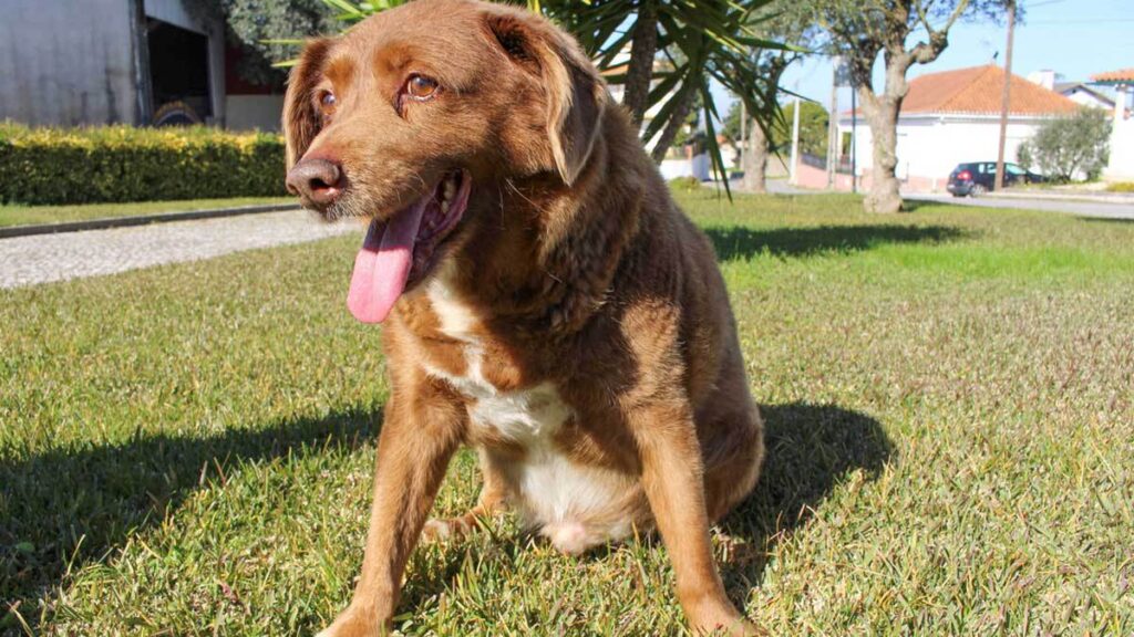 Muere Bobi, el perro más viejo de la historia del mudo