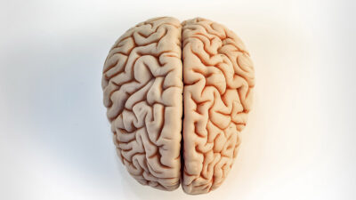 nuevo atlas del cerebro
