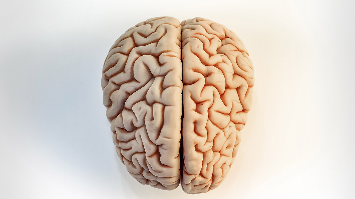 Crean nuevo atlas del cerebro humano, el más detallado nunca antes visto