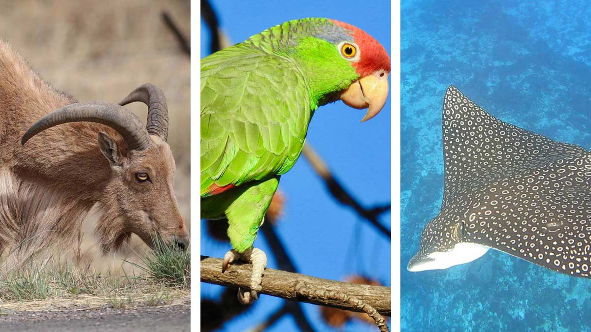 Los 12 animales mexicanos más bonitos que se encuentran en peligro