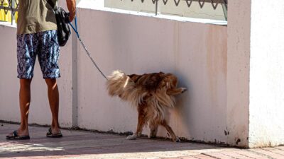 Consejos para limpiar la pipi de tus perros en la calle