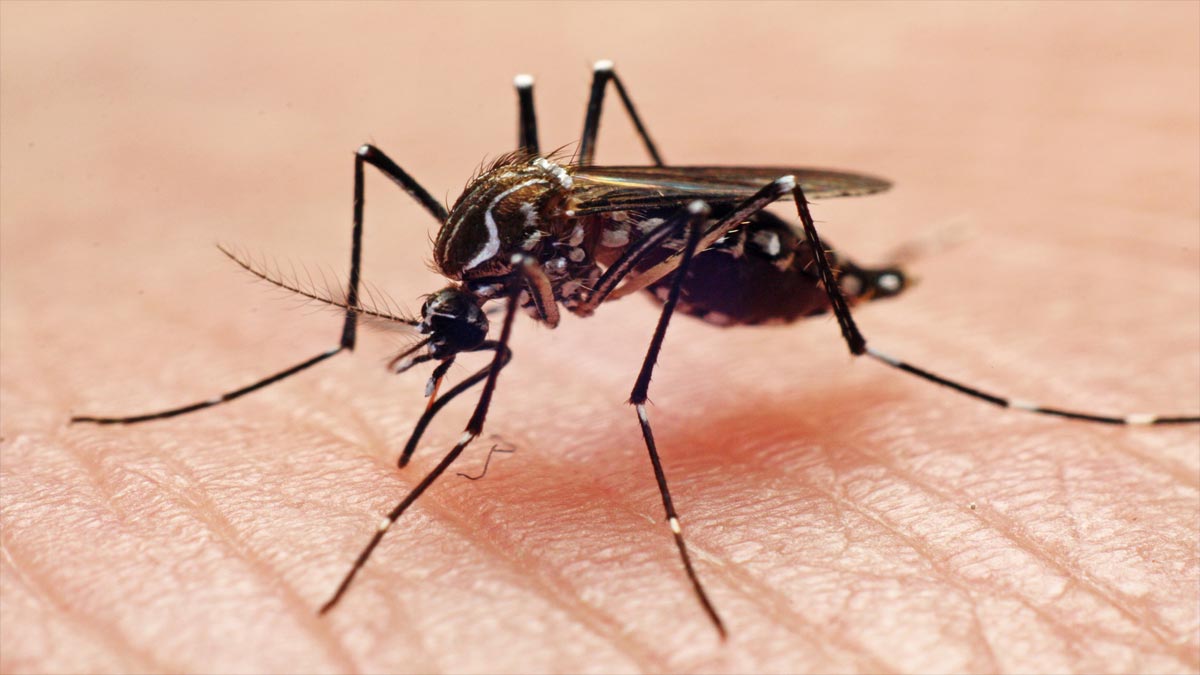 OPS reporta incremento de casos de dengue en México; ¿cuáles son los estados más afectados?