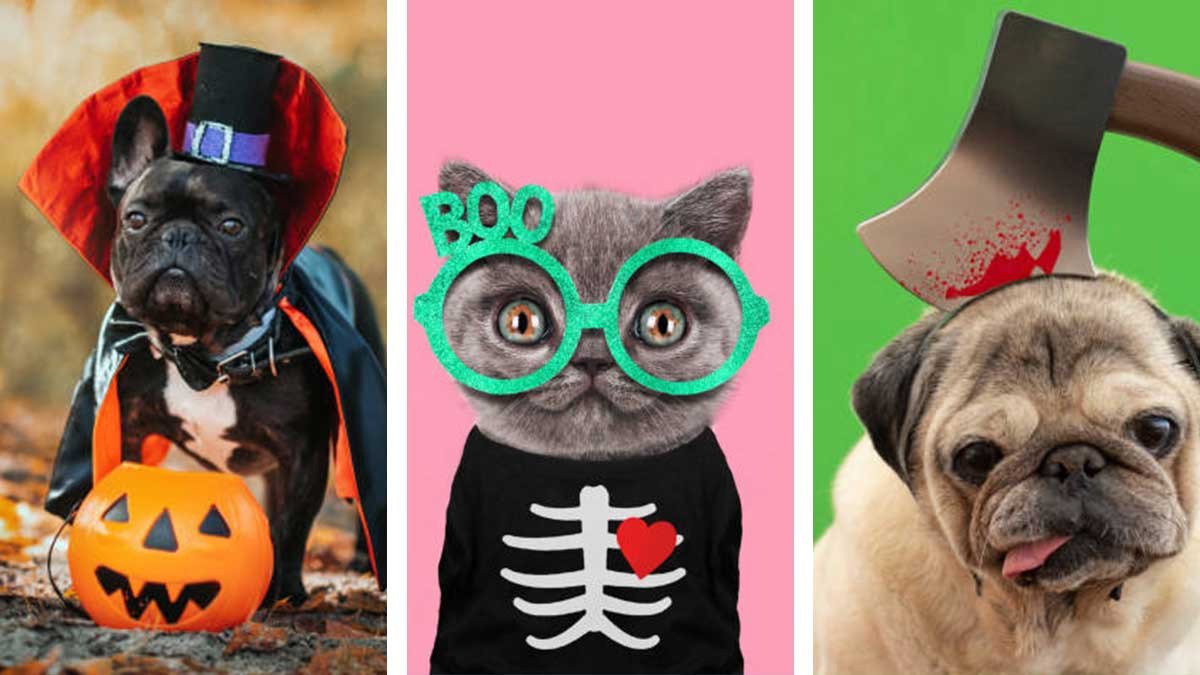 Para que te inspires: Disfraces de Halloween para mascotas