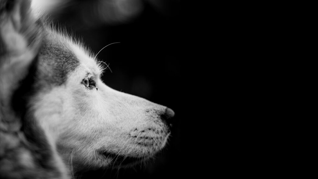 Dueña salva a su Husky de morir ahogado en una piscina