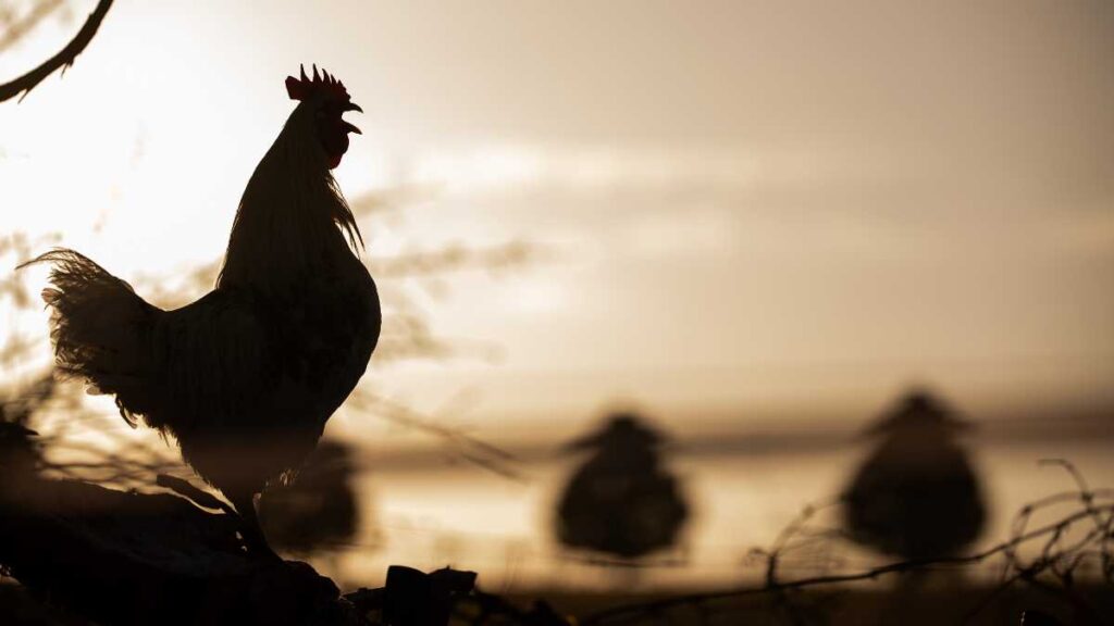 El Gallo De Oro Pelicula Protagonistas