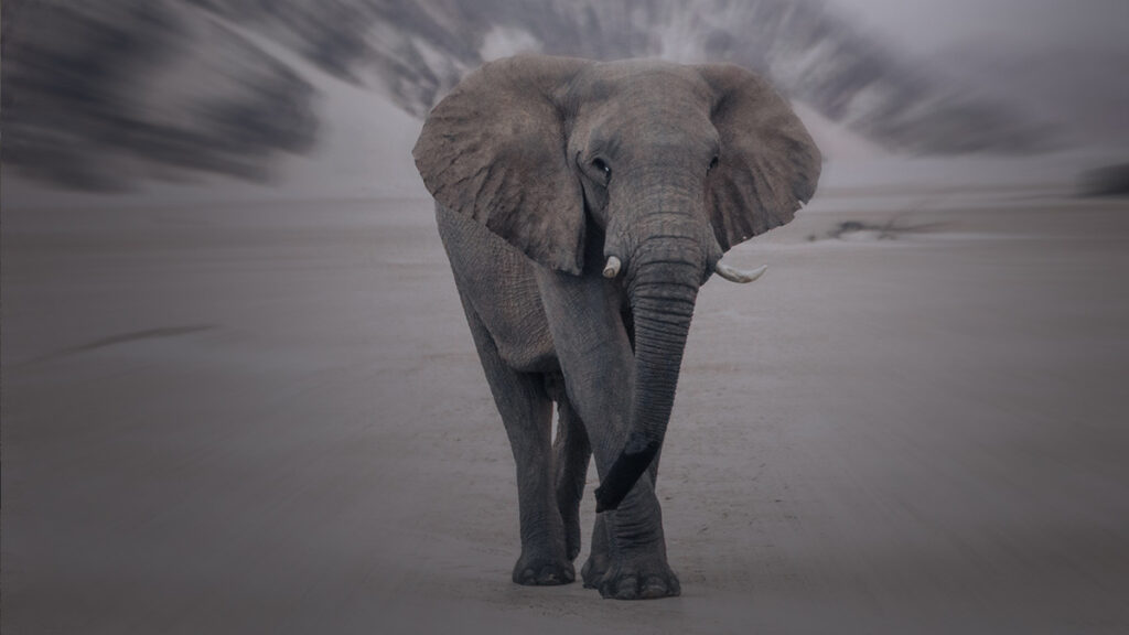 Lo usó de tapete: elefante ataca a joven por molestarlo al pasar