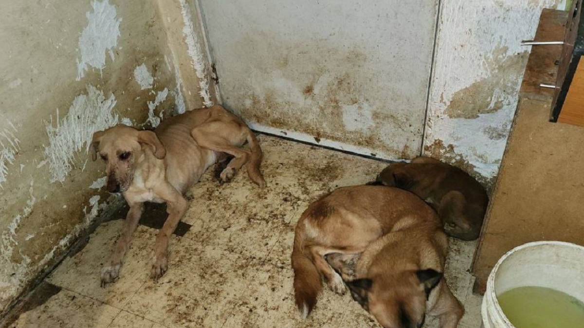 ¡Rescatan a 10 perros de un infierno! Estaban en condiciones deplorables en predio de Puebla