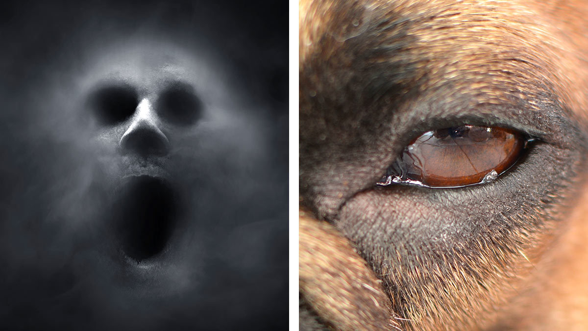 ¿Si me pongo las lagañas de un perro en los ojos puedo ver fantasmas? Esto dice esta creencia popular