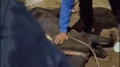 Feria de Xonacatlán: caballo muere electrocutado por cables encharcados
