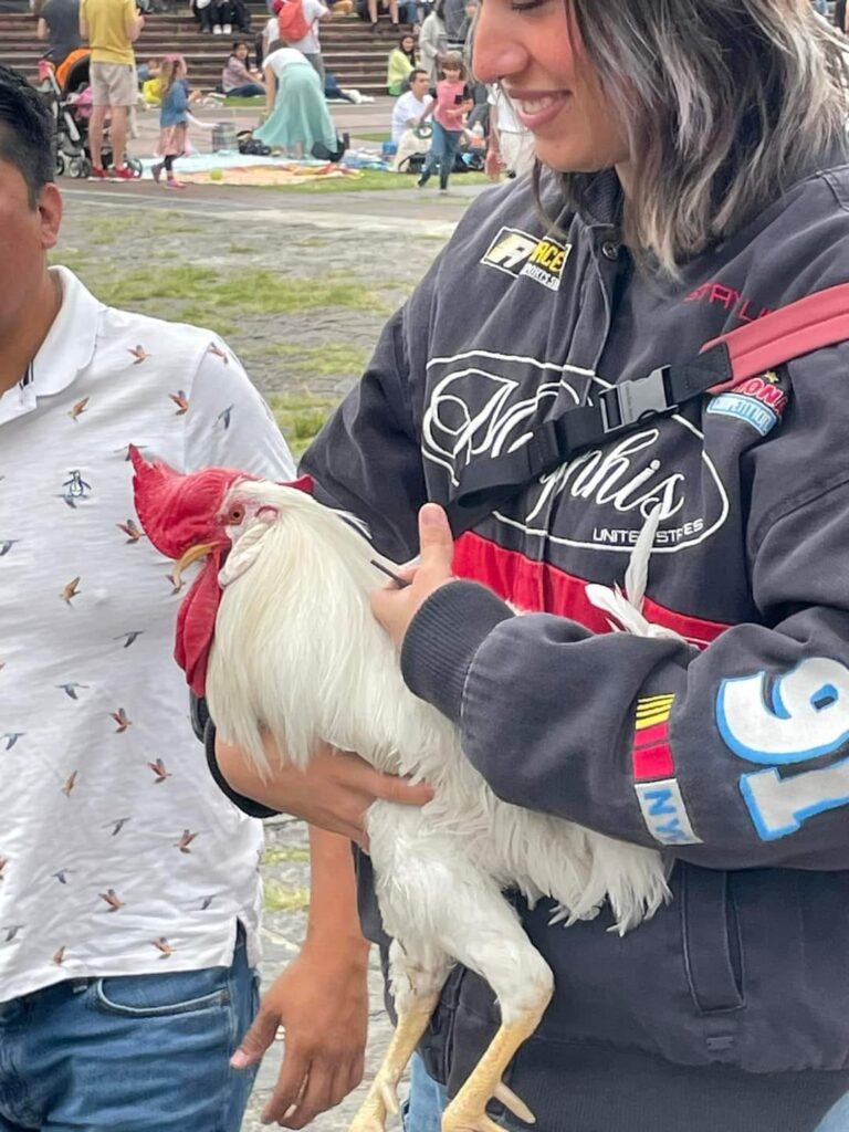 Una joven llevó a su gallo a CU