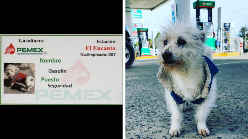 Muere Gasolín, perrito viral contratado como guardia de seguridad en gasolinera