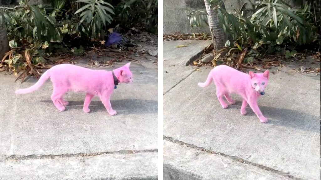 Gato pintado de rosa se hace viral en redes y causa enojo entre los defensores de los animales