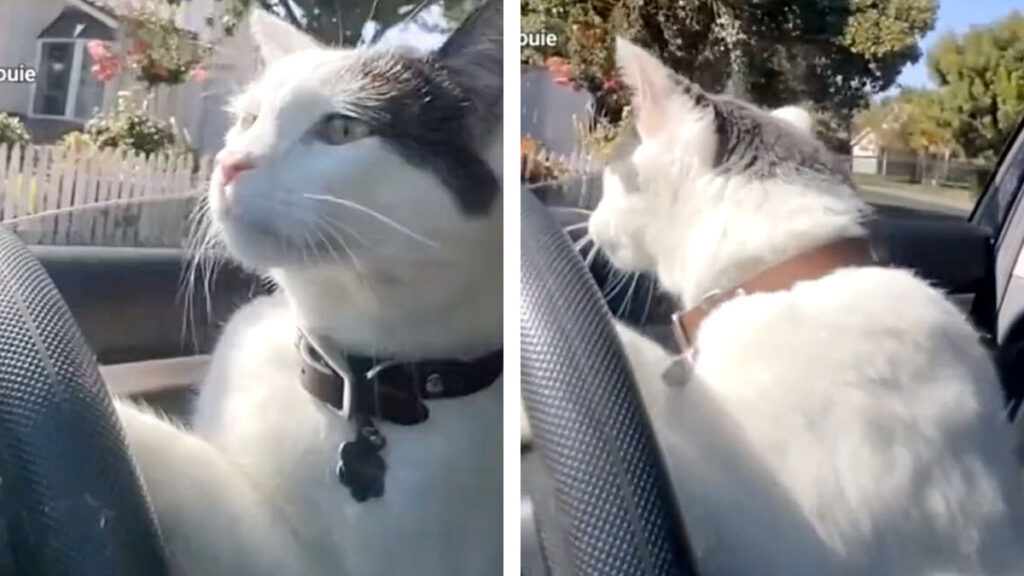 Michi al volante: el gato que sabe conducir es viral en TikTok