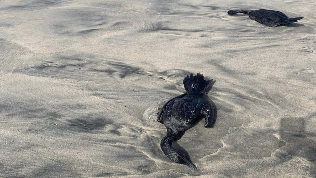 Hallan Aves Muertas En Ensenada