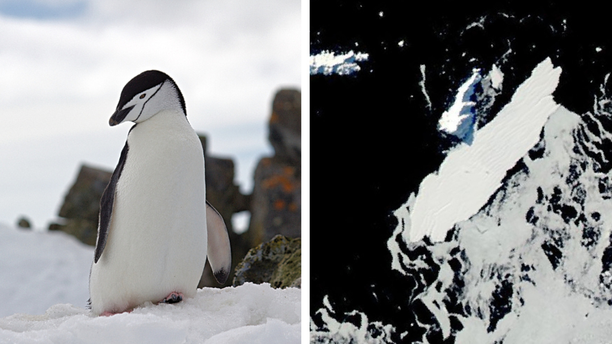Iceberg de 72 kilómetros de largo choca contra una isla de pingüinos en la Antártida