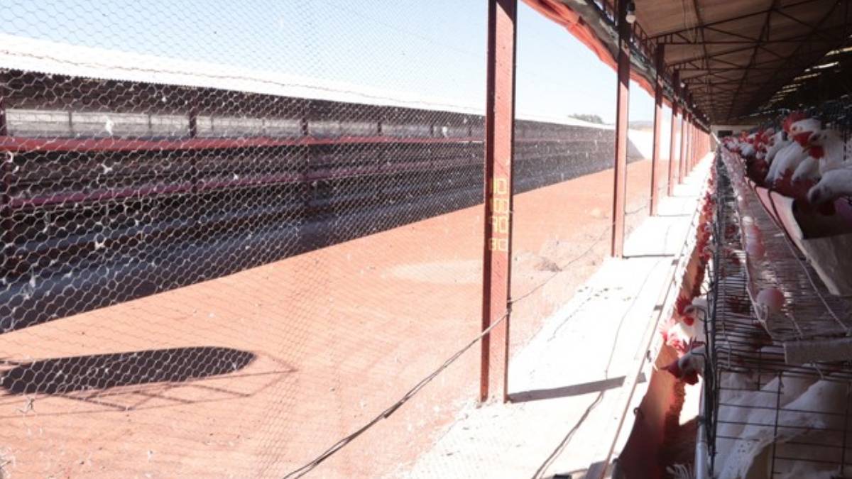 Se confirma primer caso de influenza aviar AH5 de alta patogenicidad en Sonora