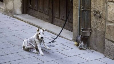 Cae la primera, sancionan a joven con 500 euros por dejar a su perro amarrado fuera de una farmacia