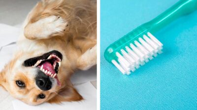¿Cómo cepillarle los dientes a un perro?