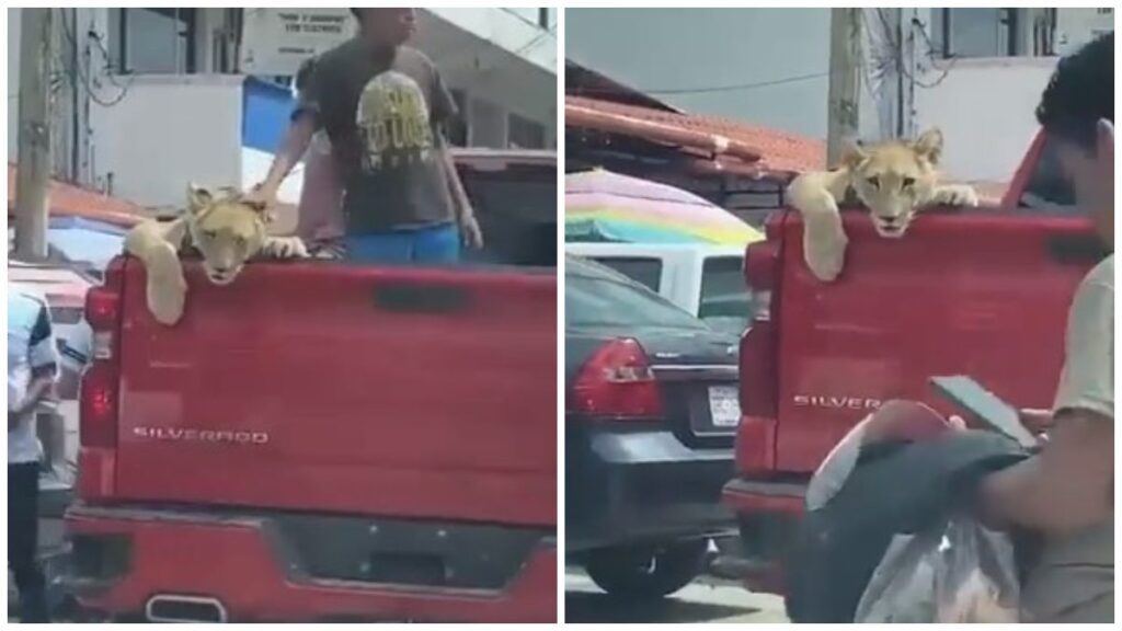 León en parte trasera de camioneta roja en Palenque, Chiapas