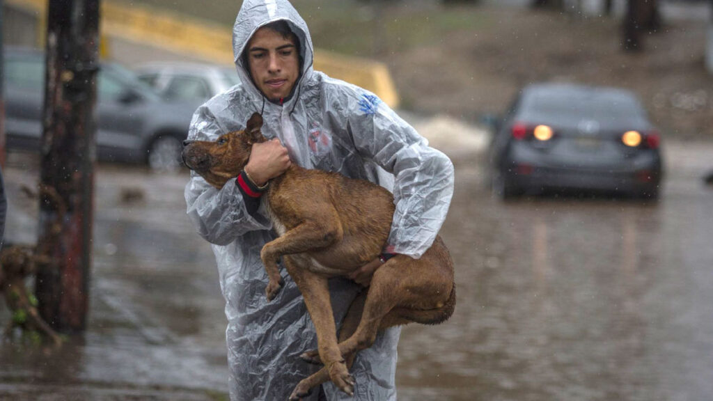 ¿Cómo proteger a tu mascota de un desastre natural?